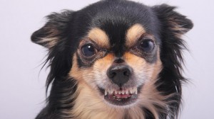 une_vie_de_chien_640